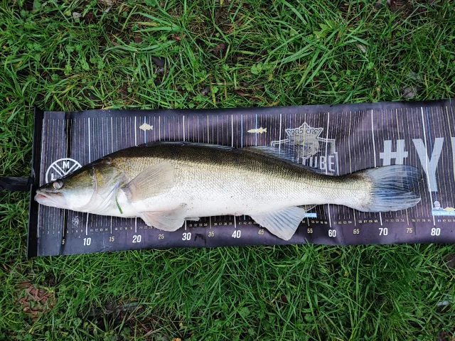 Zander