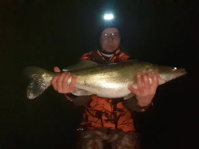 Zander