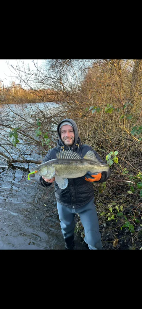 Zander