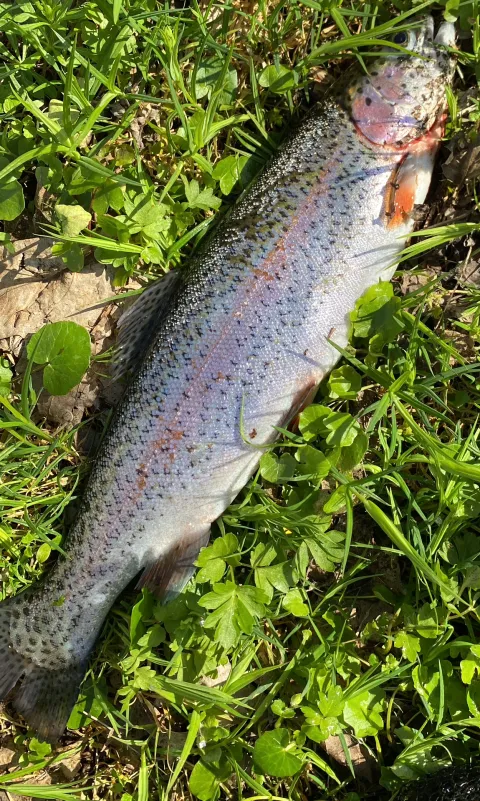 Regenbogenforelle