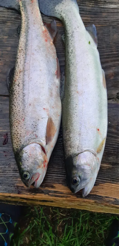 Regenbogenforelle