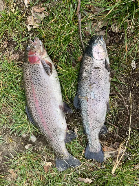 Regenbogenforelle