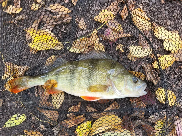 Flussbarsch