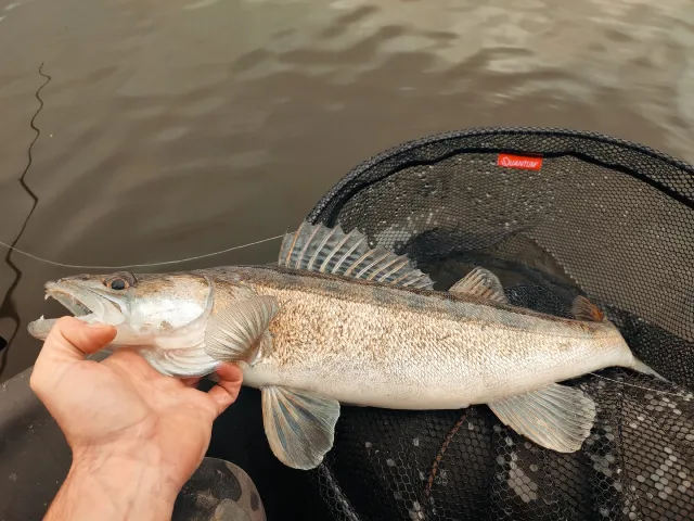 Zander