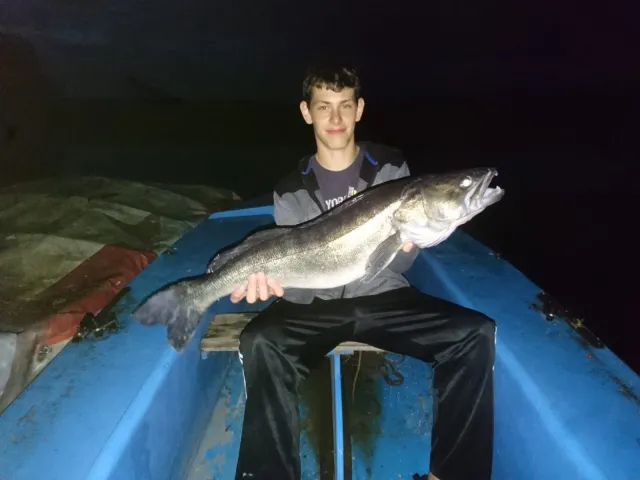 Zander
