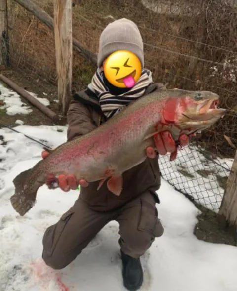 Regenbogenforelle