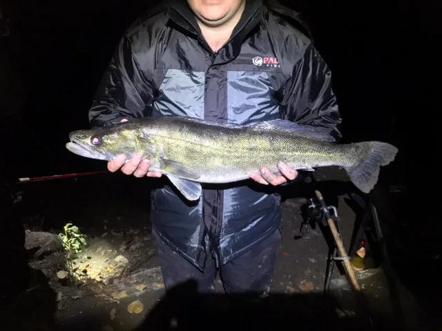 Zander