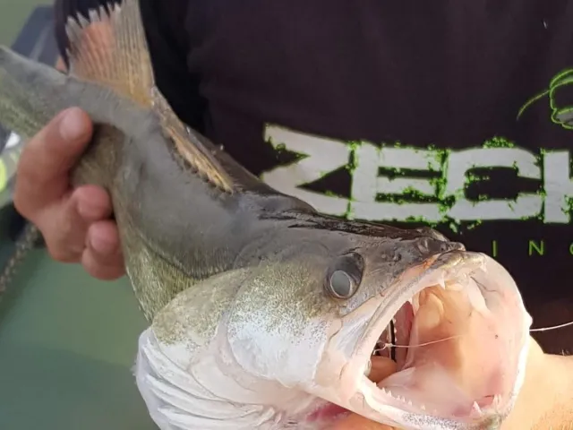 Zander