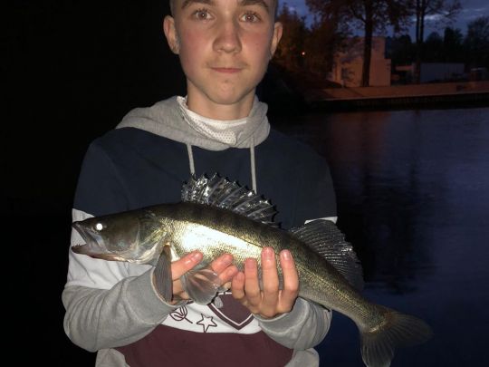 Zander