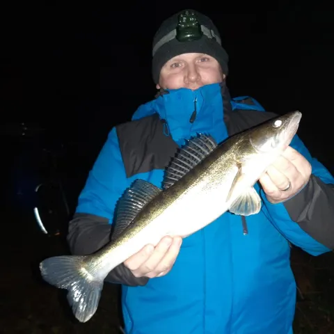 Zander