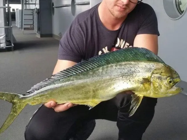 Goldmakrele