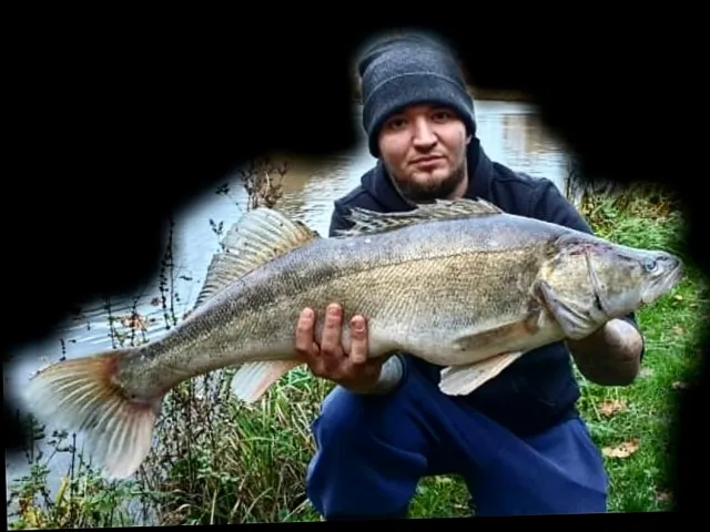 Zander