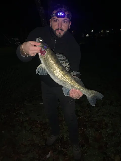 Zander
