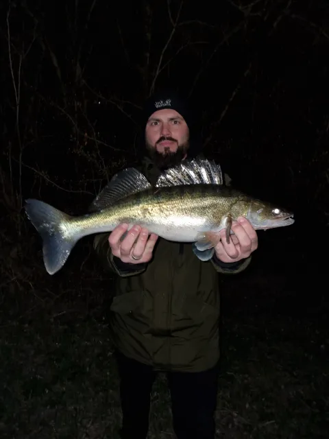 Zander