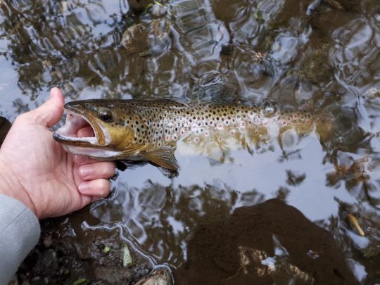 Bachforelle