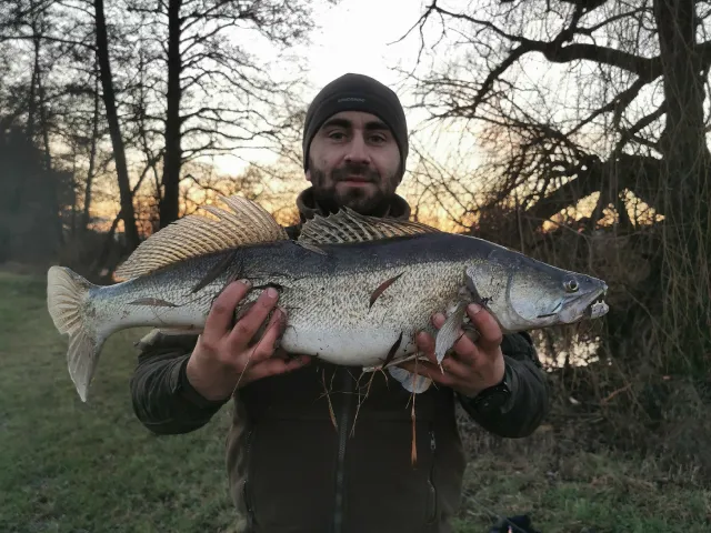 Zander
