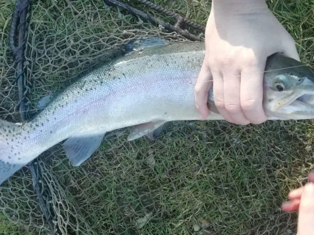 Regenbogenforelle