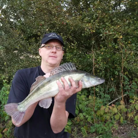 Zander