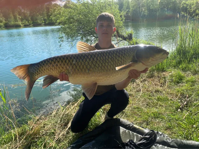 Graskarpfen