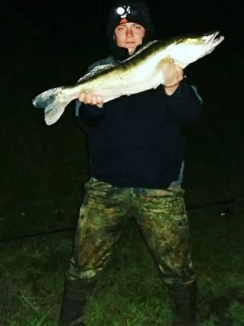 Zander