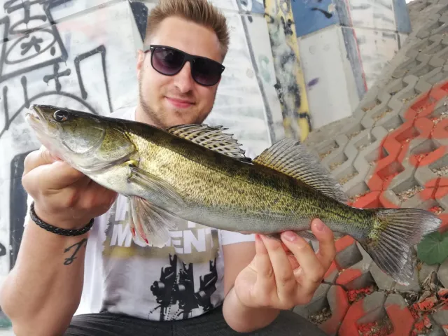 Zander