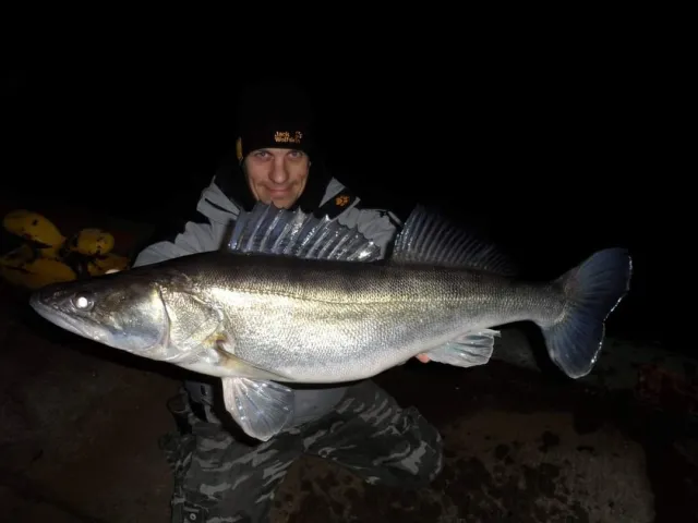 Zander