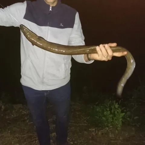 Aal