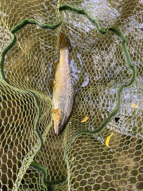 Bachforelle
