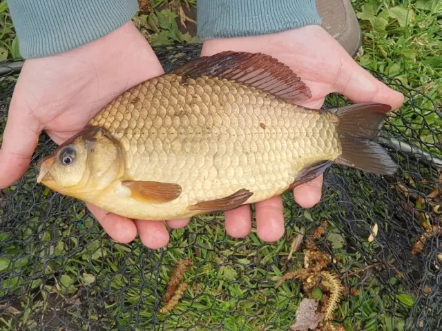 Karausche