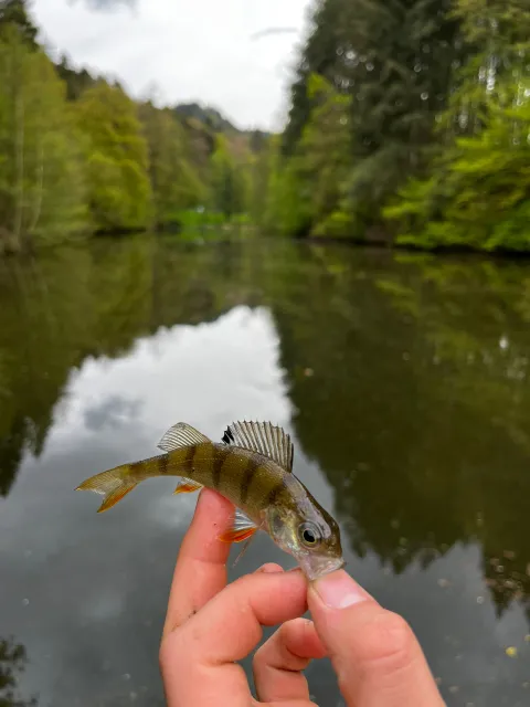 Flussbarsch