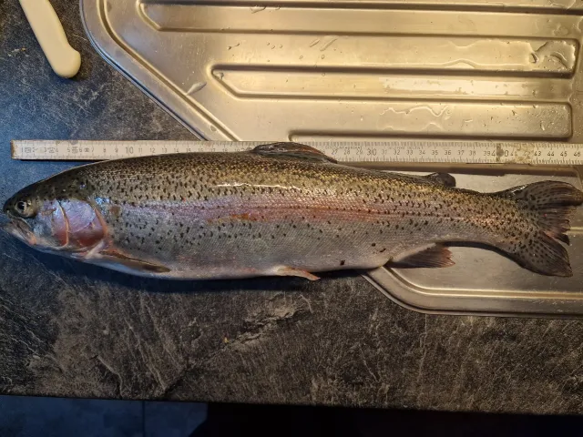 Regenbogenforelle