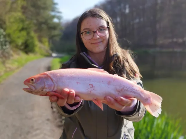 Regenbogenforelle