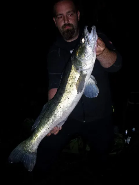 Zander