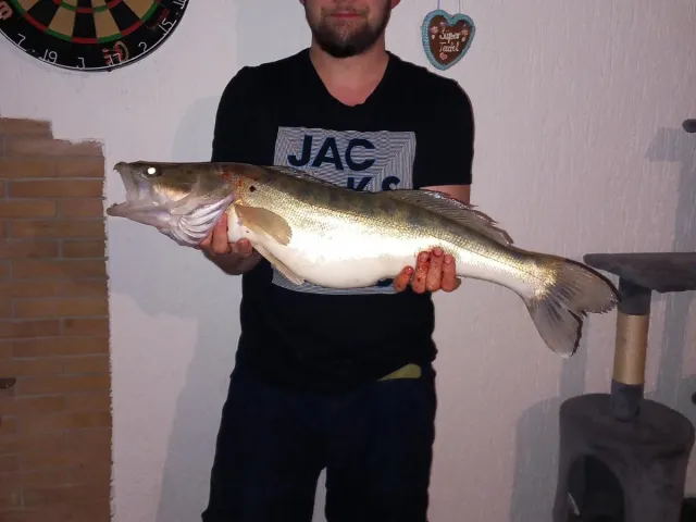Zander