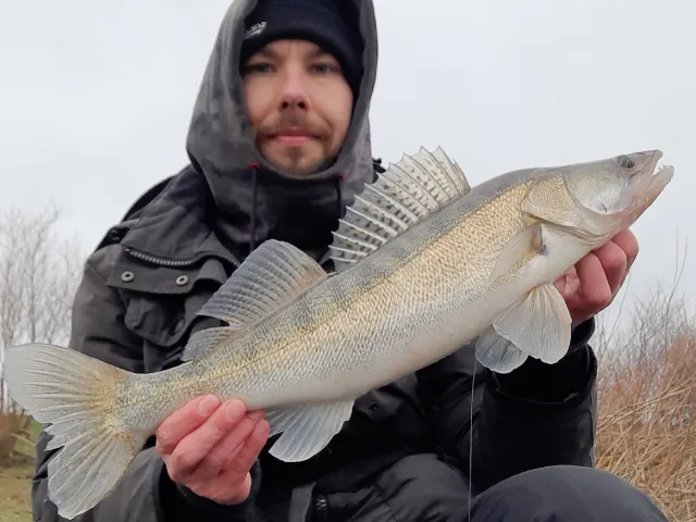 Zander