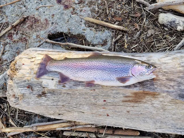 Regenbogenforelle
