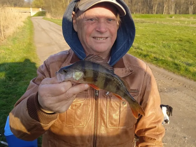 Flussbarsch