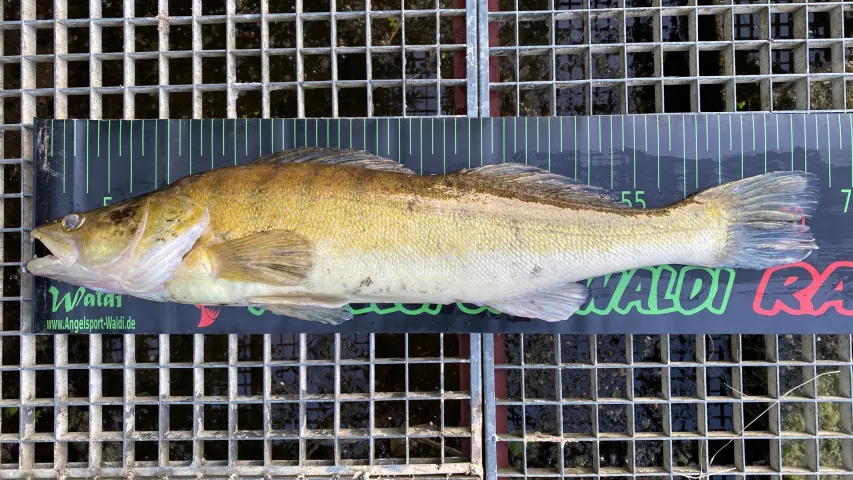 Zander