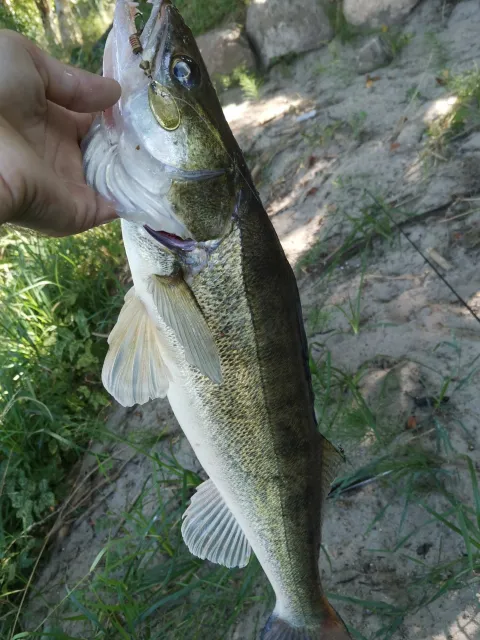 Zander