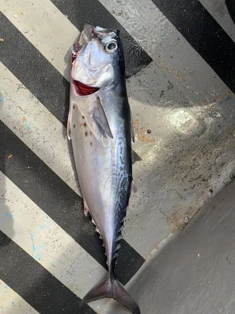 Bonito
