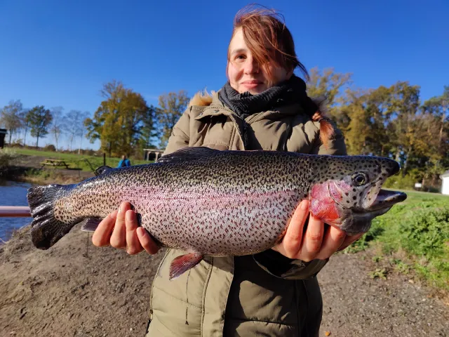 Regenbogenforelle