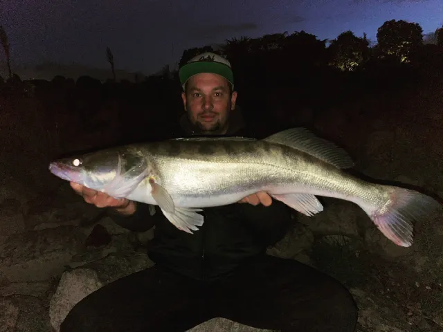 Zander