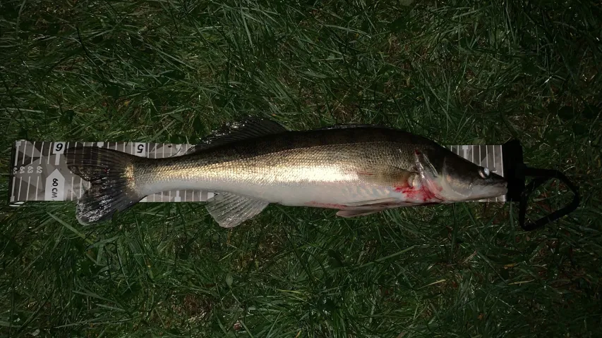 Zander