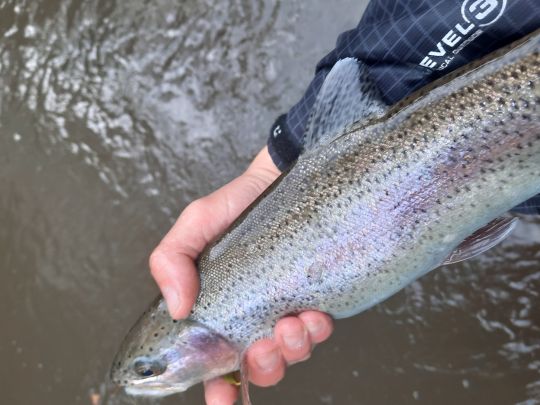 Regenbogenforelle