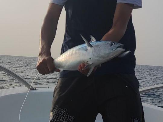 Bonito