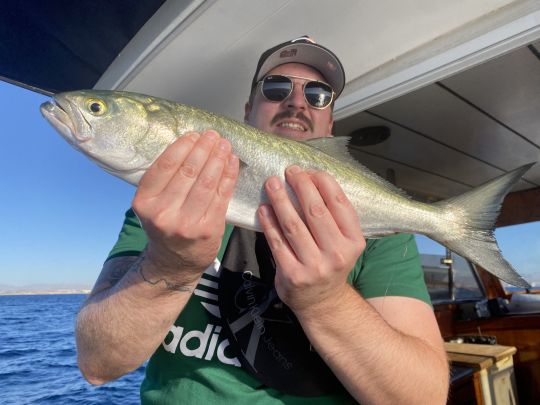 Bonito