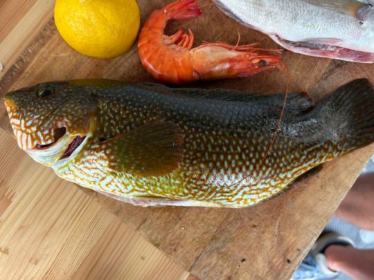 Lippfisch