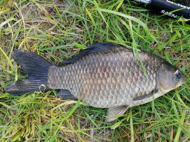 Karausche