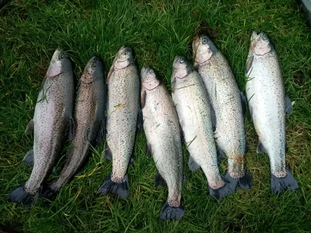 Regenbogenforelle