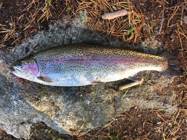 Regenbogenforelle